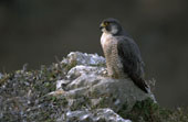 Animal : Oiseau faucon p�lerin