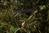 Animal : Reptile couleuvre verte et jaune