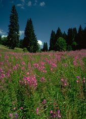 Paysage : Pr�s-bois /champ �pilobe