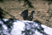 Animal : T�tras Chant sur fond de neige