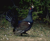 Animal : T�tras chant du coq (place sans neige)