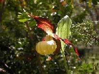 sabot de v�nus