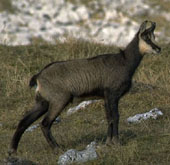Animal : Chamois en gros plan
