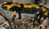 Animal : Salamandre (gros plan)