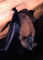 Animal : Chauve souris (Noctuelle)