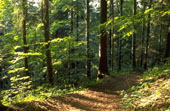 Randonn�e chemin en sous bois