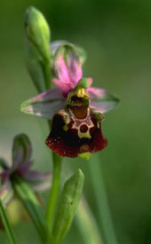 Fleur : Ophris abeille