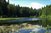 Paysage : Lac avec une tourbi�re